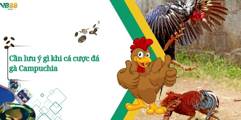 Xem Đá Gà Campuchia Trực Tuyến – Trận Đấu Nảy Lửa Chỉ Có Tại VB88 3 Cần lưu ý gì khi cá cược đá gà Campuchia