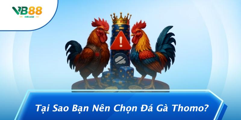 Phân Biệt Đá Gà Thomo Và Đá Gà Campuchia: Những Điều Bạn Chưa Biết 2 Tại Sao Bạn Nên Chọn Đá Gà Thomo?